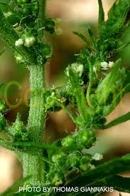 Image result for Dysphania