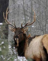 Animals that live in wyoming. 14 Animals Associated With The Cowboy State Open Spaces Trib Com