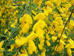 Members of naba receive both butterfly gardener and american. Cytisus Scoparius Wikipedia