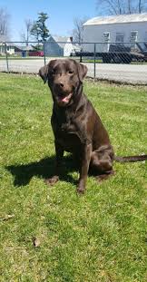 Petland dayton, ohio would love for you to check out our dog breed information and choose what breed is best for you and your family! Labrador Retriever Puppies Ohio Guide At Puppies Api Ufc Com