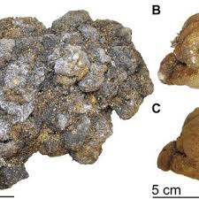 Image result for Agelanthus igneus