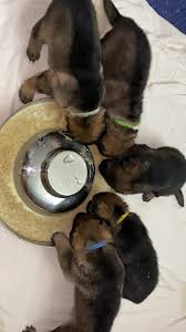 Puppy pile up! Have a great day!! Nina/Gato puppies are now 6 days old and  thriving!!