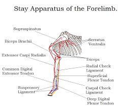 Is Your Horse Sleep Deprived?