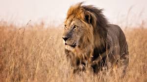 Tunisia lockdown ends, despite africa's worst covid death rate. Luxury Africa Safaris And Tours Award Winning Experts