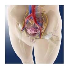 The pelvis is a circular structure located below the trunk that connects the lower limbs to the trunk. Female Pelvic Anatomy Artwork Photograph By Science Photo Library