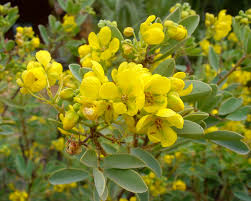 Image result for Senna artemisioides