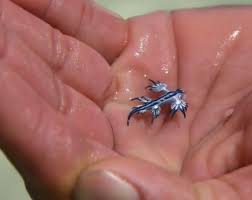 These sea slugs are pelagic; Blue Dragon Sea Slugs Cute But Deadly