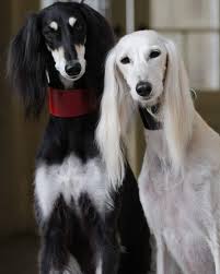 Black And White Hound Pin By Richard Cazelles On Saluki Black And White Dog Saluki Dogs Beautiful Dogs