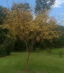 Monrovia had been founded in 1926 by a danish avoid cheaper seedling trees, which will not be as attractive or as interesting, and will not even be the drake chinese elm. Roots Shoots Fruits Flowers Drake Elm Wood Ashes Passion Vine