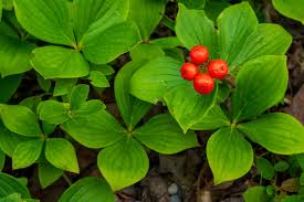 Image result for Commicarpus grandiflorus