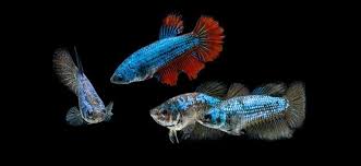 Female Betta Fish Appearance Behavior And Care Guide