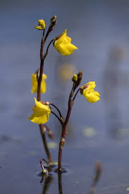 Image result for Utricularia subulata