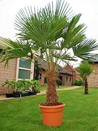 Check spelling or type a new query. Suchergebnis Auf Amazon De Fur Palme Blumen Pflanzen Garten