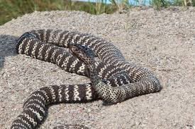 The venomous snake was last spotted on a porch on sandringham drive on tuesday evening, according to an early morning. Western Barred Spitting Cobra Snake African Reptile Venom