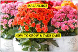 15 Steps To Grow And Take Care Of Kalanchoe In 2021 E Agrovision