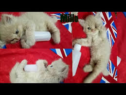 Comel saya punya lagi comel kucing comment from : Kucing Lucu Gemesin Kaskus