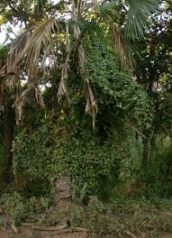 Image result for Cyphostemma congestum