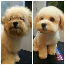 Maltipoo Haircut Styles Hairstylegalleries Com Maltipoo Haircuts Shitzu Dogs Haircuts Dog Haircuts