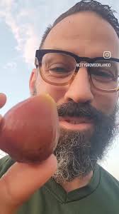 When to plant fig tree in zone 9a?