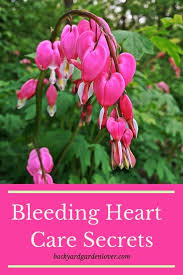 Bleeding Heart Plant Care Secrets You Should Know Flower Care Bleeding Heart Flower Flower Landscape