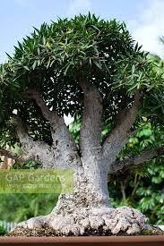 Image result for Ficus salicifolia