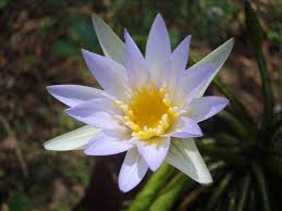 Image result for Nymphaea nouchali