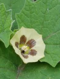Image result for Physalis pubescens