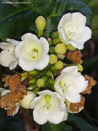 Image result for Faurea racemosa