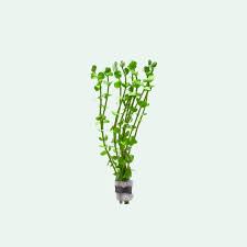 Image result for Rotala mexicana