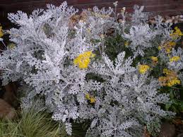 Image result for Senecio mariettae