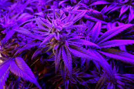All nine rooted well and were transplanted into solo hempy cups today. Ursa Led Prispevky Facebook