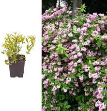 Image result for Deutzia hybrida Pink Pompon