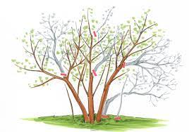 Die antwort des gardena gartenexperten. Jasmin Schneiden Tutorial Mit Illustrierten Anleitungen