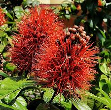 Image result for Combretum constrictum