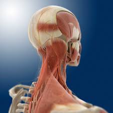 Seven separate bones make up the eye socket: Rheumatoid Arthritis In The Neck Overview And More