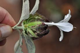 Image result for Barleria albostellata