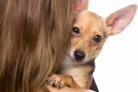 Aspca's pet insurance scores high ratings from over 2,000 customer reviews on trustpilot. Should You Buy Pet Insurance An Honest Review