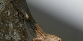 Food left out is tempting for lizards. Florida Brown Lizards Problem Solved Pest Control