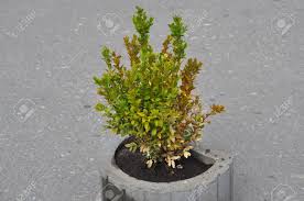 The discolouration of the leaves often turning an orange or rust colour is due to environmental stress, usually seen in winter and due to the fact that they dried out in the previous summer. Diseased Buxus The Twigs And Leaves Of Boxwood Turn Yellow And Stock Photo Picture And Royalty Free Image Image 44946693