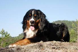 The cost to buy a bernese mountain dog varies greatly and depends on many factors such as the breeders' location, reputation, litter size, lineage of the puppy, breed popularity (supply and demand), training, socialization efforts, breed lines. Bernese Mountain Dog Puppies For Sale From Reputable Dog Breeders