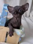525 Best Black sphinx cats images in 2020 | Sphinx cat ...