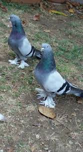 Pigeons Evcil Hayvanlar Guzel Kuslar Hayvanlar