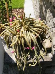 Je reste a votre disposition pour toute demande. Queue De Rat Planter Et Entretenir Ooreka