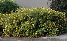 Image result for Hypericum humbertii