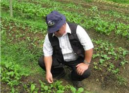 √ cara merawat ayam ganoi ori & silangan. Anim Agro Technology Tahi Ayam Baja Organik