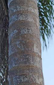 Image result for Syagrus romanzoffiana