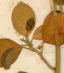 Image result for Clutia pulchella