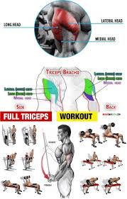 Pin On Biceps Triceps