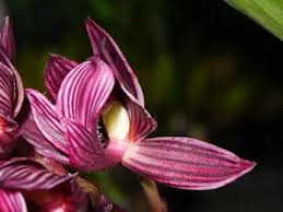 Image result for Eulophia rolfeana