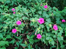 Image result for Ipomoea shupangensis